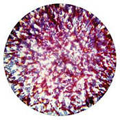 55006 Stippled Colorizer Glass Gobo (Red Blue Lavender) (Size B = 86mm)