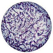 Glass Gobo #56204 (Blue, Lavender) (Size B = 86mm)