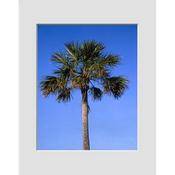 Mat   Fits Gallery and Presentation Frames, 11x14  with 8x10  Opening, White with Bevel, Centered
