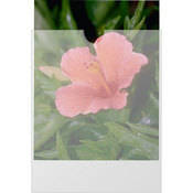 S 00660  Plastines Envelopes (4x5 , 1000 Envelopes)