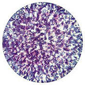 55004 Stippled Colorizer Glass Gobo (Blue Lavender) (Size B = 86mm)