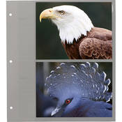 Refill for Oval Framed Album #WF 5781