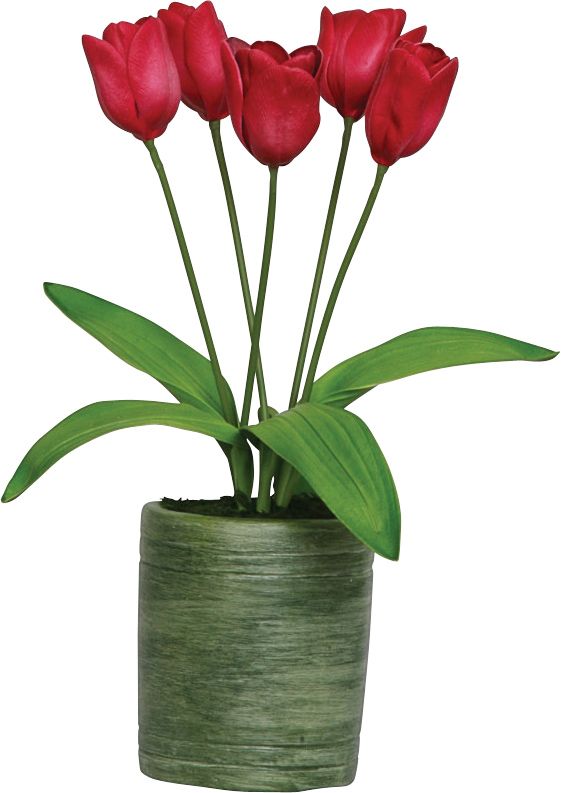 TULIPS DUTCH FU